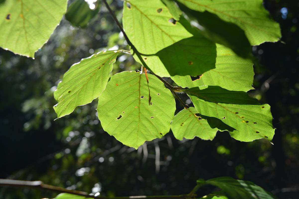 Das Licht des Herrn in der Natur
