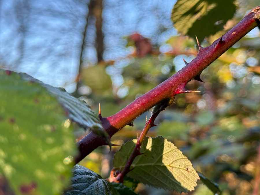 Weihnachten 2024 Wald Dornen Streit